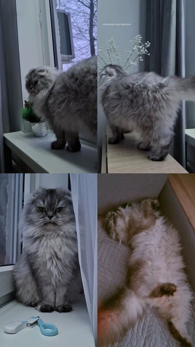 Хайленд Фолд, вислоухая кошечка