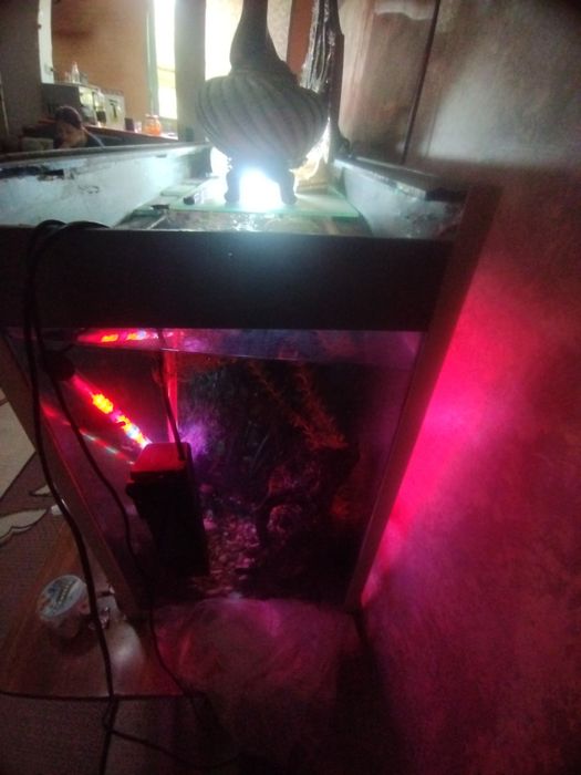 Акварюм с рыбами