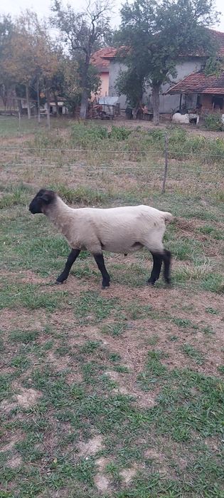 Berbecii suffolk