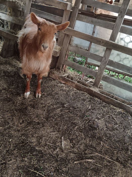 Pereche țap și capra fara coarne negociabil