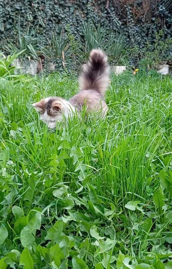 Подарявам 6-месечно женско коте