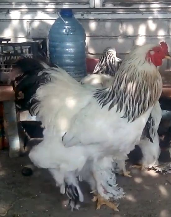 Брама хорозлари сотилади