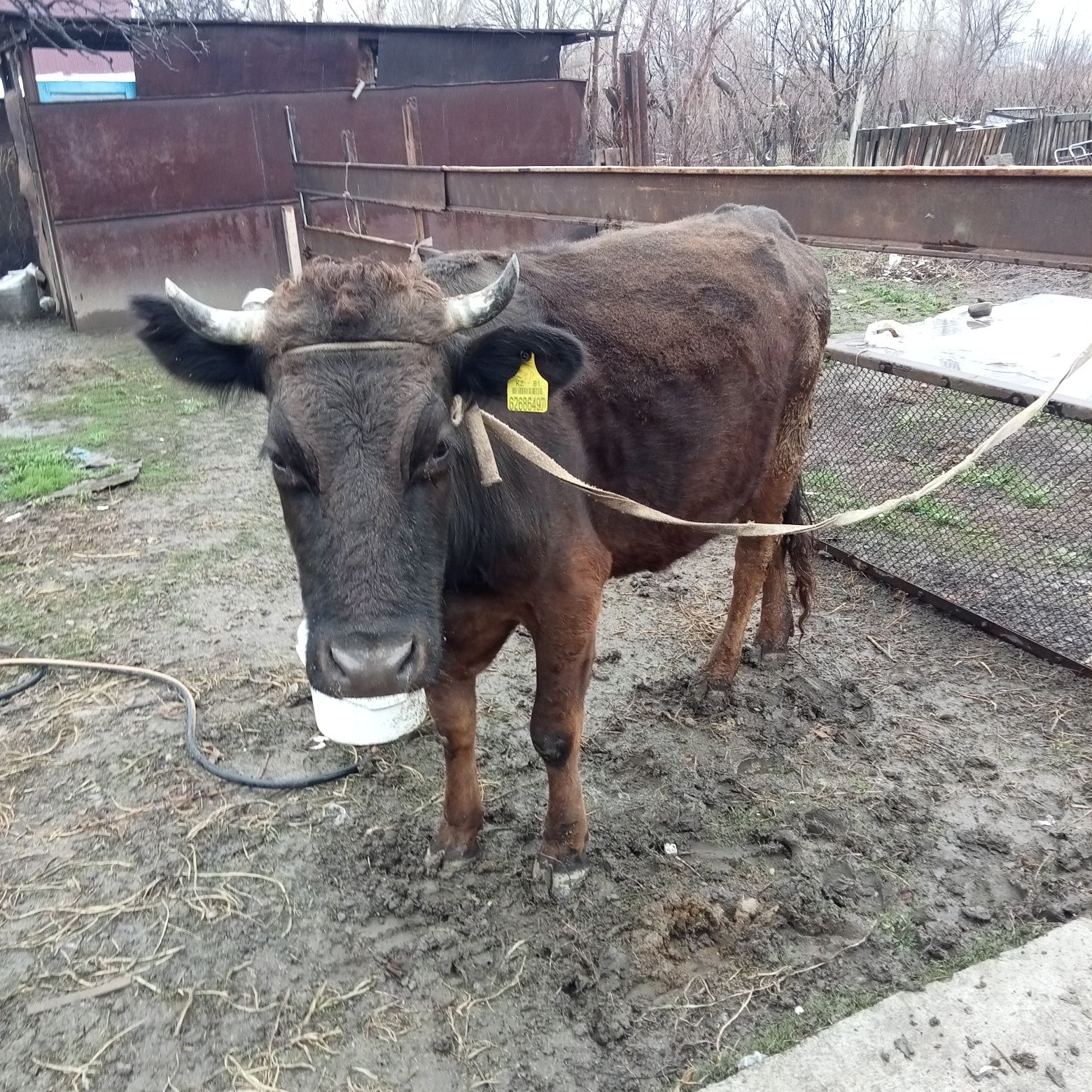 Сиыр сатылады, баласымен бырге!