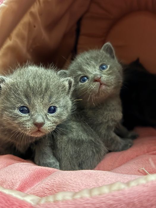 Котята (Шотландские вислоухие)