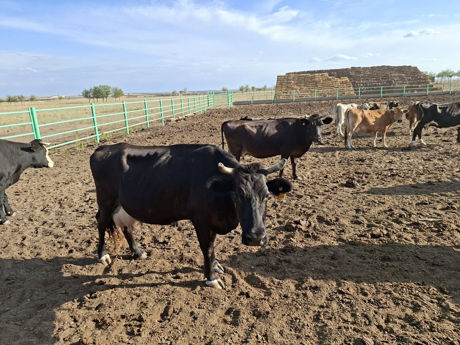 Продам дойных коров 28 голов