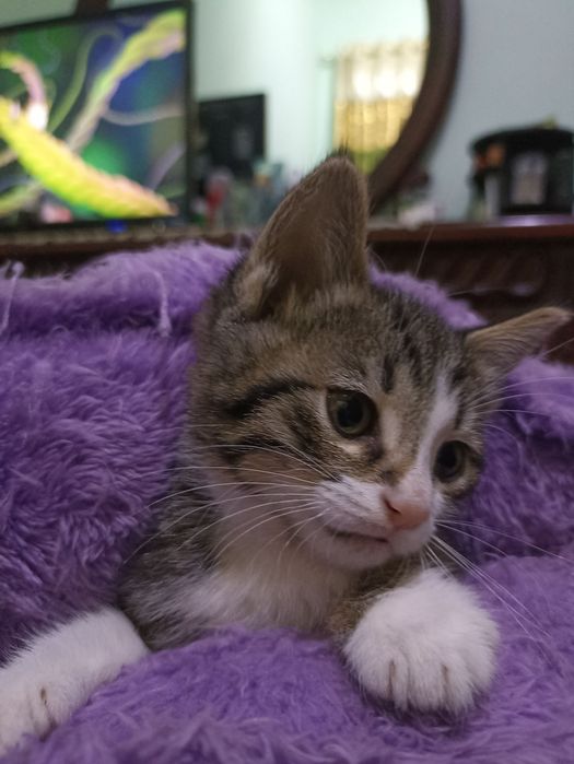 Отдам в хорошие руки