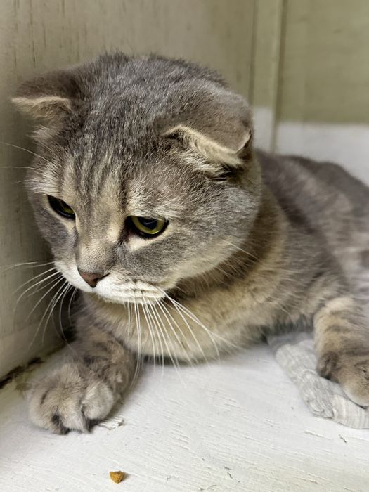 Шикарный кот  ищет дом