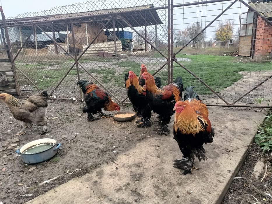 Cocoși brahma potârnichiu