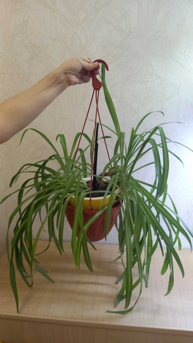 Хлорофитум продам цветок