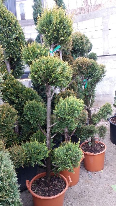 Vindem plante ornamentale de mai multe dimensiuni