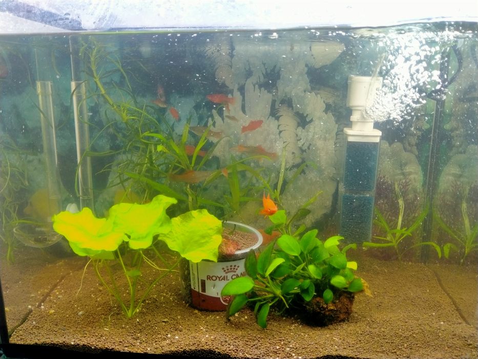 Аквариум с рыбками
