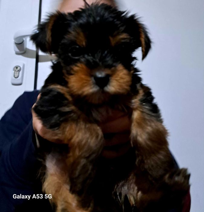 Йорки женско кученце