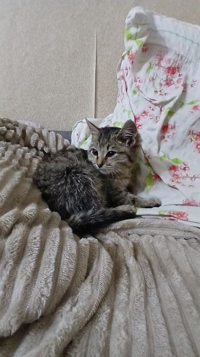 Отдам котёнка в хорошие руки