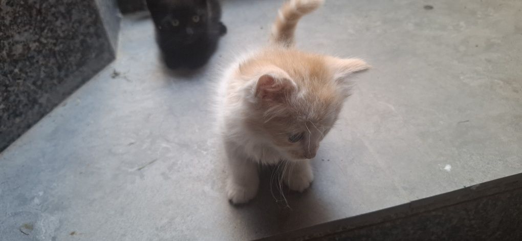 Котята бесплатно для хороший руки