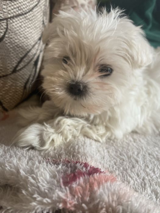 Bichon matleze mini toy cup