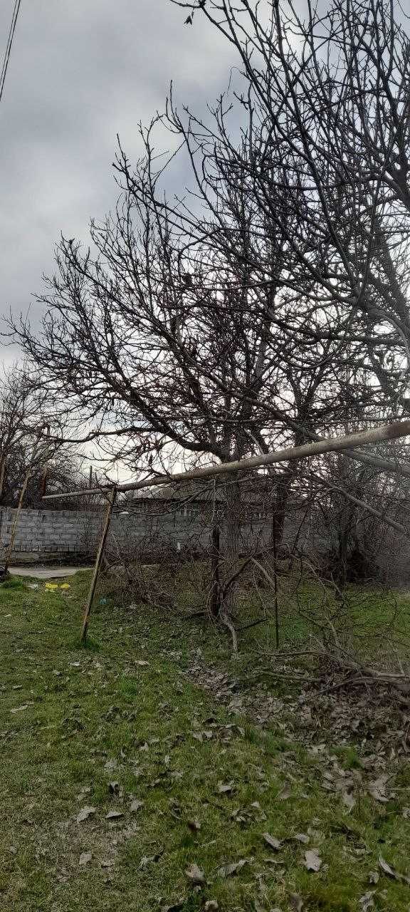 Продам деревья ореха