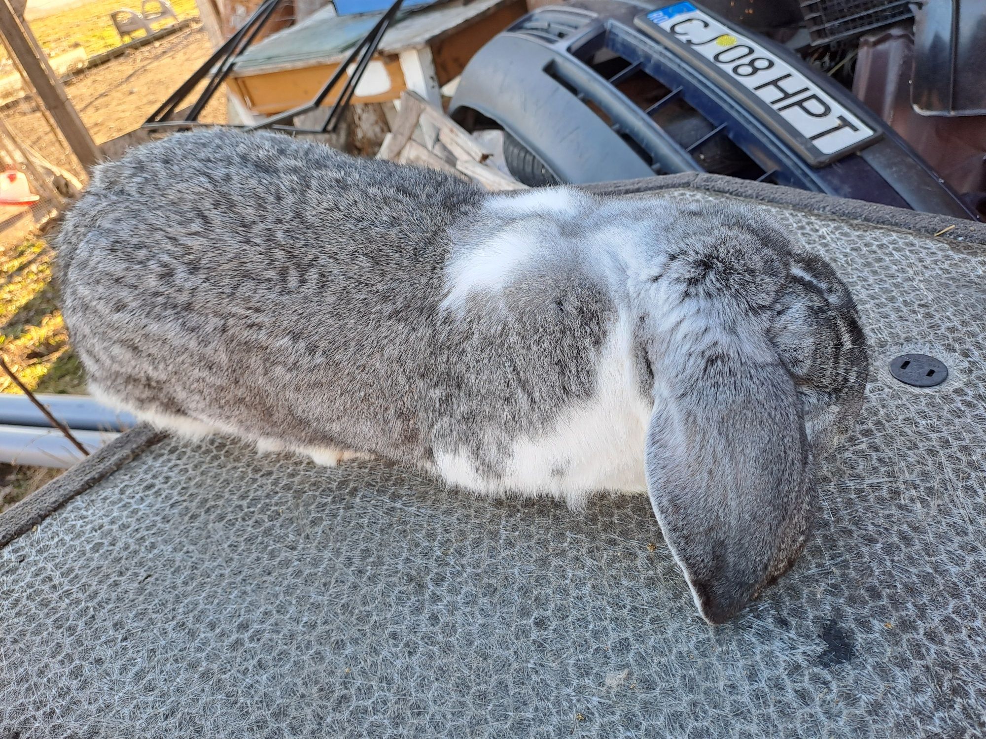 Mascul berbec german chinchilla manta