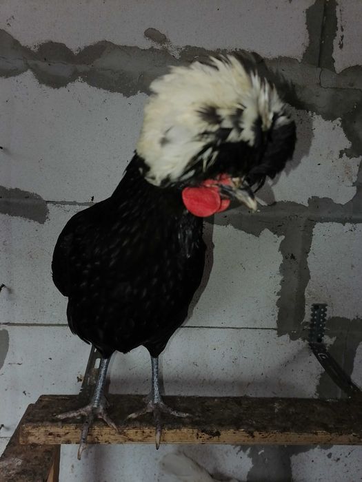 Oua incubat Motata Olandeză