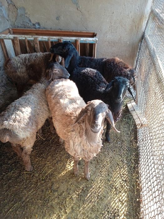 Продаются бараны