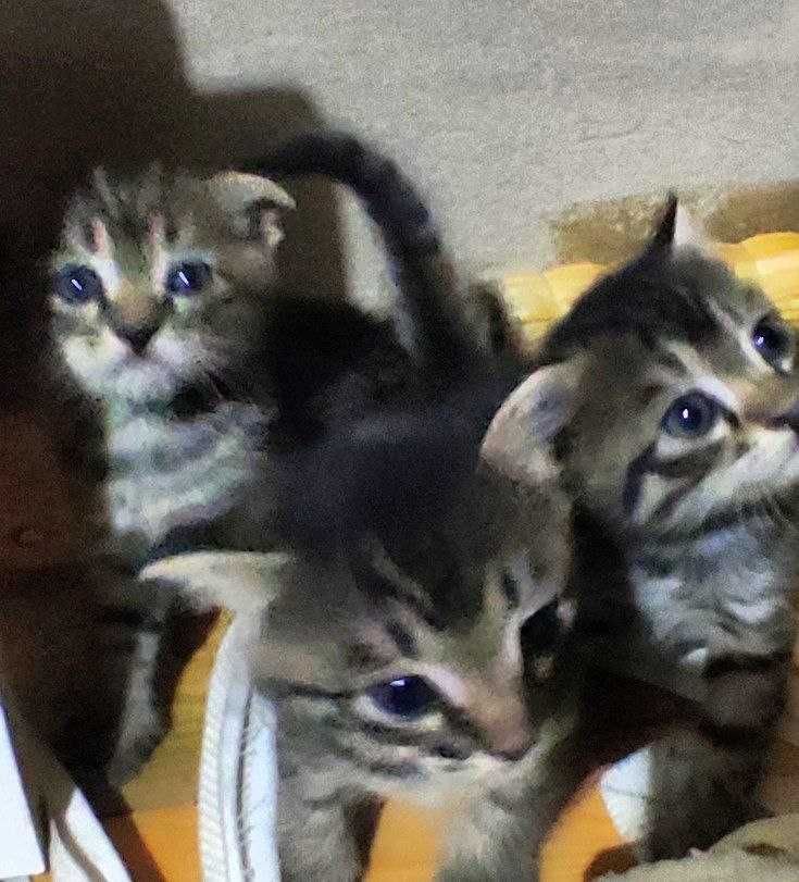 Котята от мамы вислоухой кошки. Отдам даром.