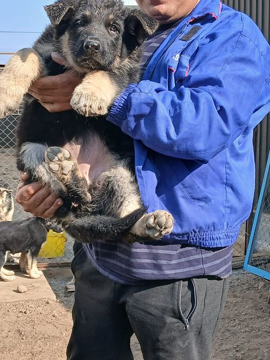 Щенки ВЕО (восточноевропейская овчарка)от лучшего представителя породы