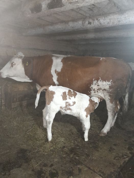 Vaca fatata cu vitel