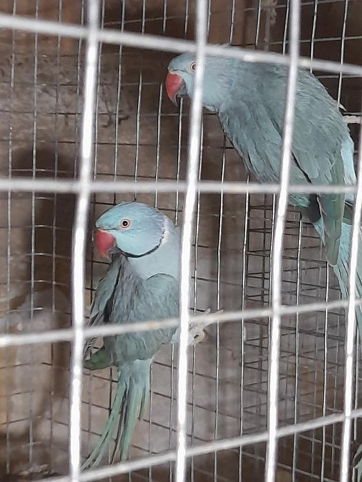 Păsări exotice de companie