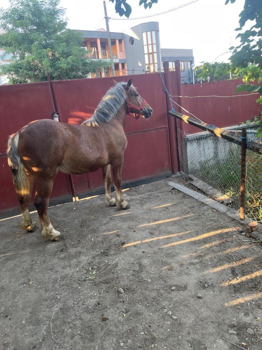 Vand manza de 1 an si doua luni