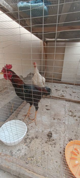 Шалпан ишкивозларига