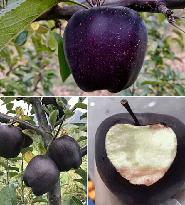 Mar diamantul negru