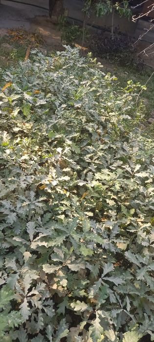 Дуб ва каштан кучатлари