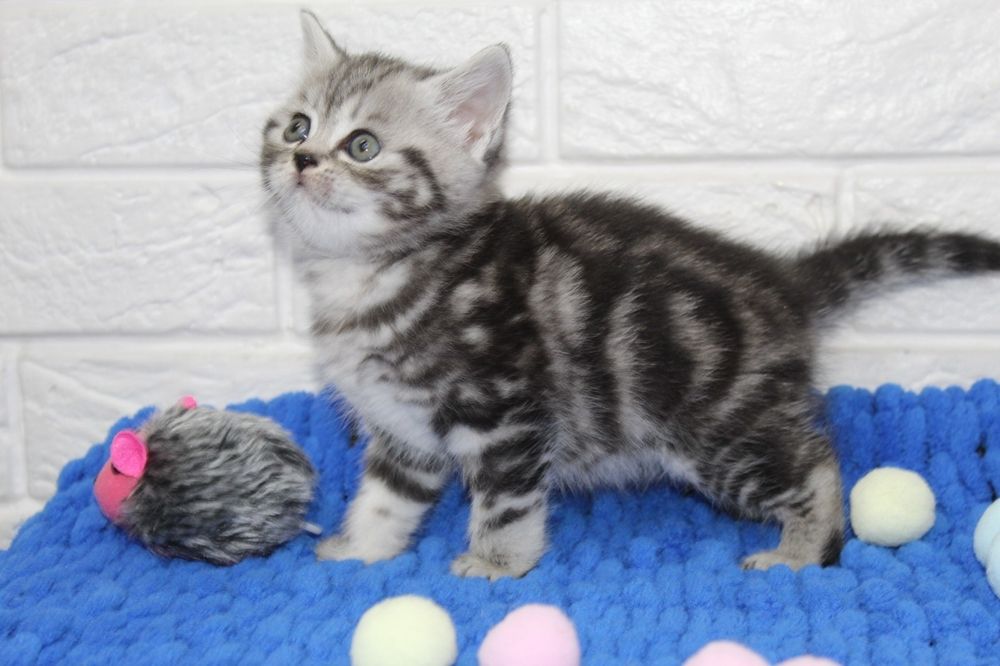 Шотландцы мраморных окрасов