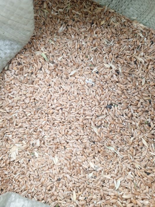 Пшеница на корм (отсев), зерноотходы