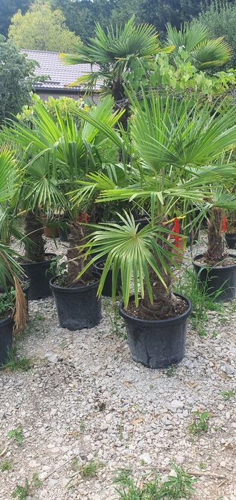 Palmieri 2.m-4m oferim transport, rezista la frig, Plante exotice
