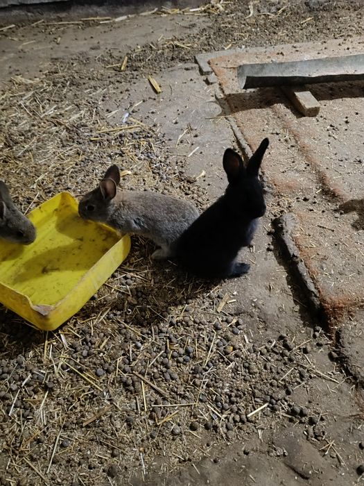 Крольчата на продажу