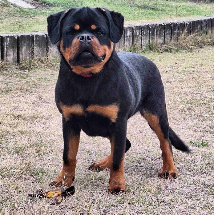 Женски Ротвайлер