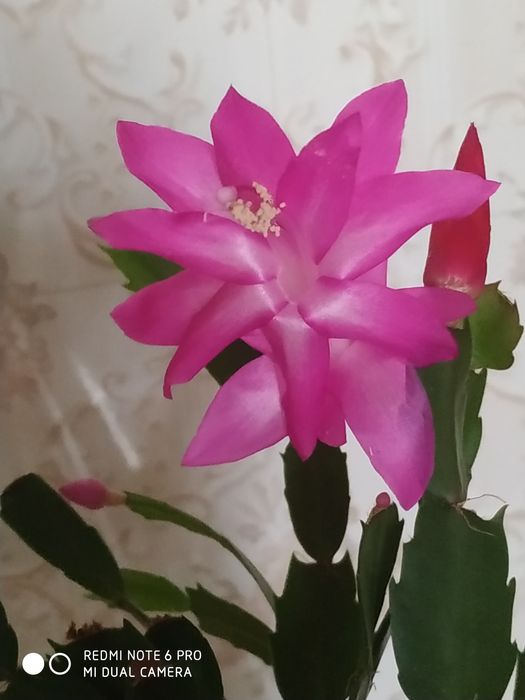 Красивый цветок Шлюмбергера