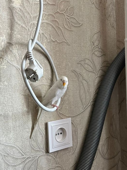 Попугай волныйстый попугай