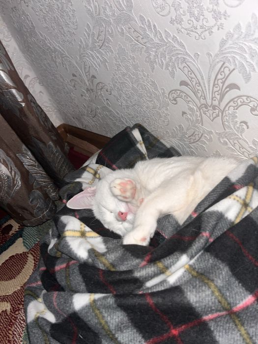 Нужен КОТ так как у кошки такие дни