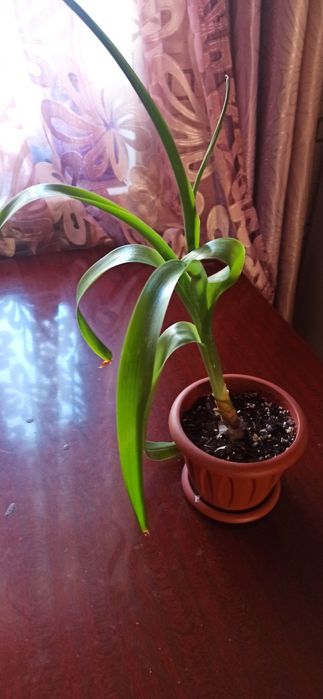 Продам недорого .