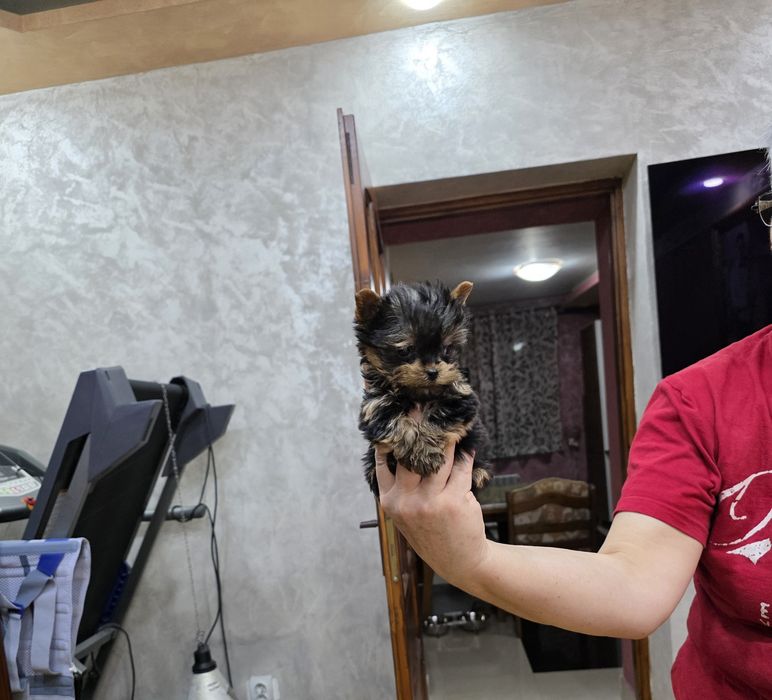 Yorkshire terrier mascul mini toy