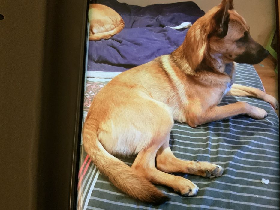 Белгийски овчарки мъжка и женска.