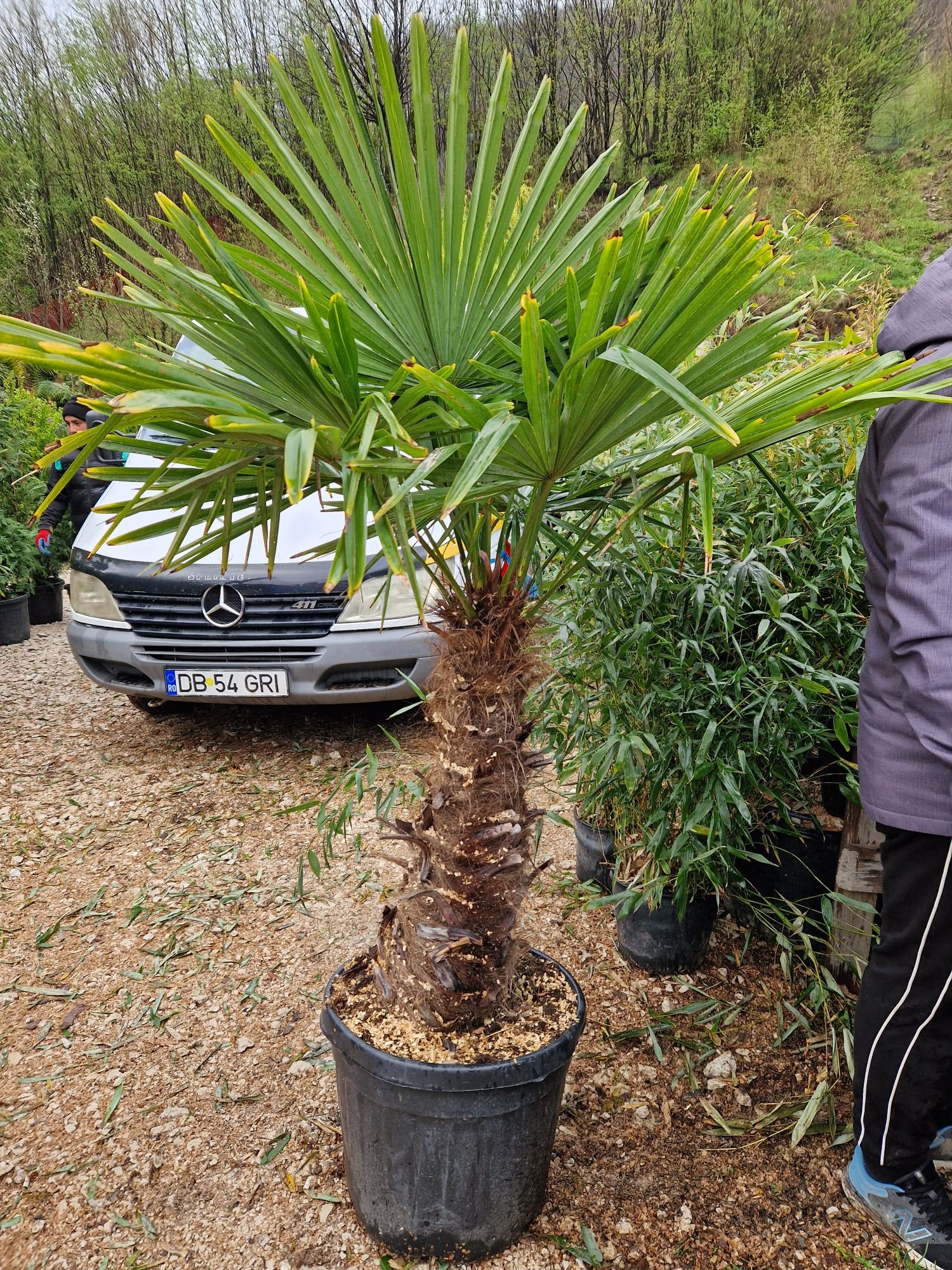 Vand palmieri trachycarpus fortunei, chamaerops excelsa,  humilis, etc