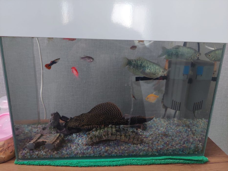 Аквариум с рыбками