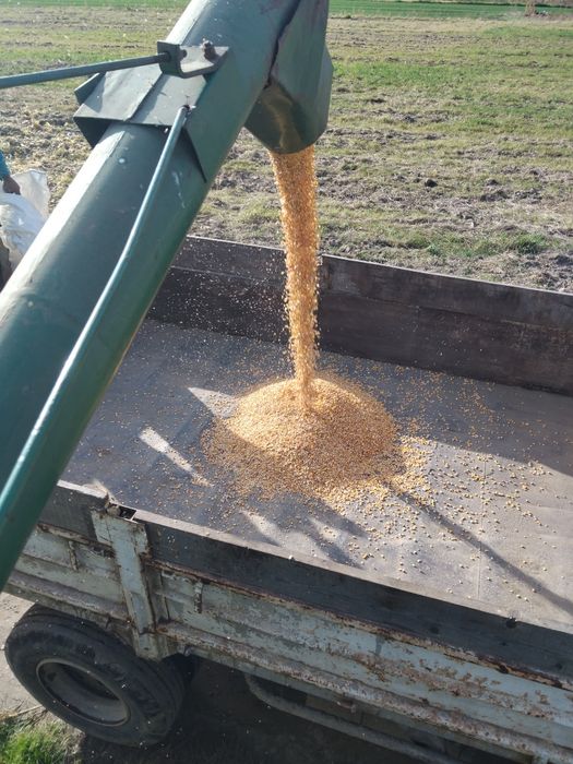 Vând porumb cu umiditate 16 %