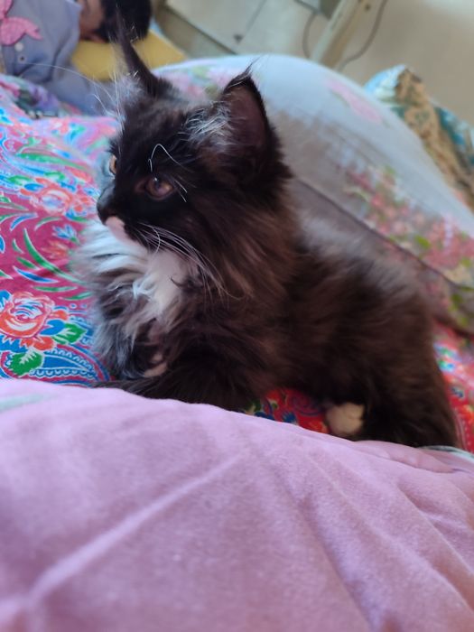 котенок, отдам в хорошие руки