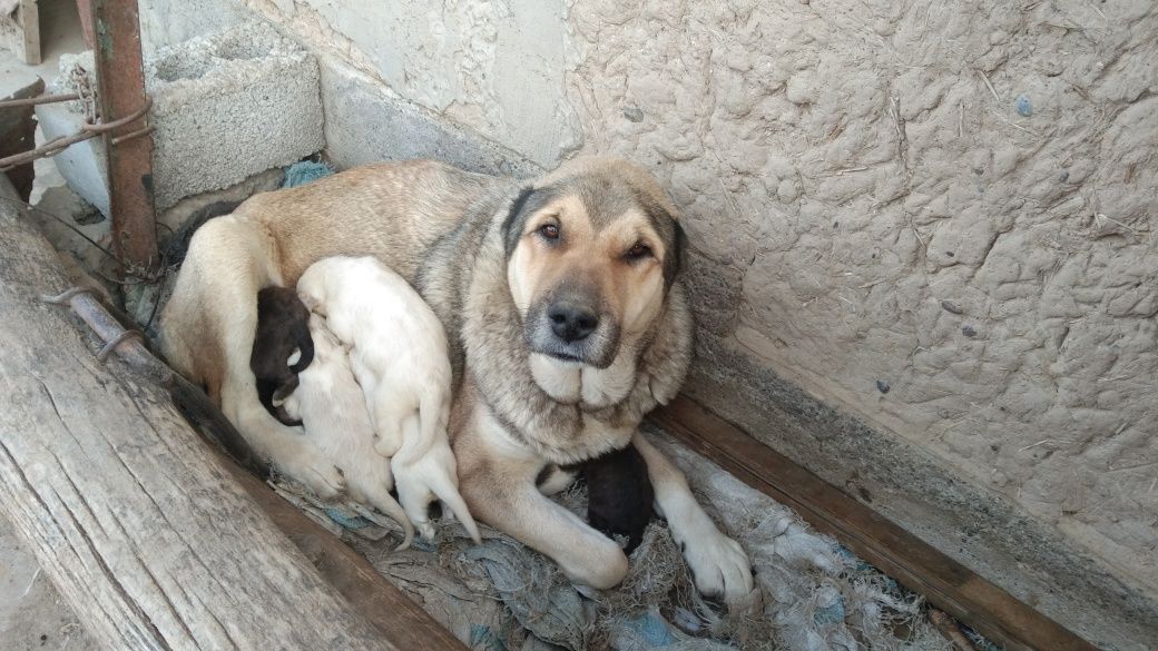 Алабай Казахский 3йош,7та кучуги билан слтаман.