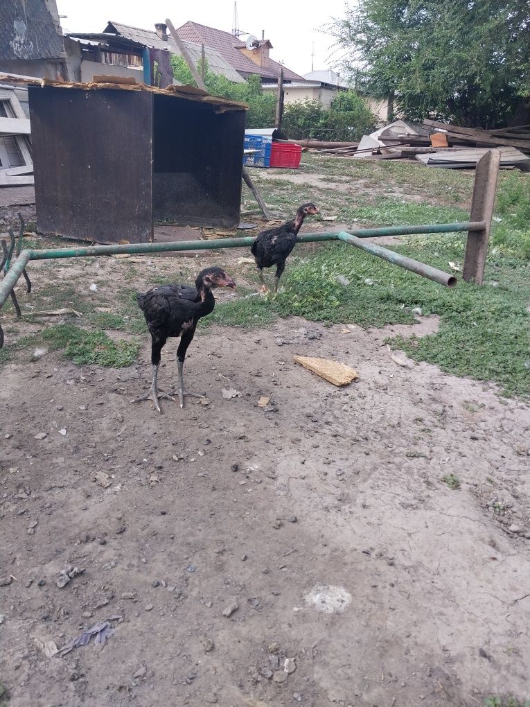 Продам даканов срочно