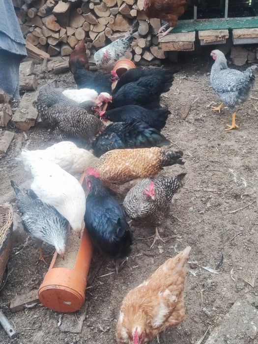 Vând găini puicuțe 5 găini și un cocoș!