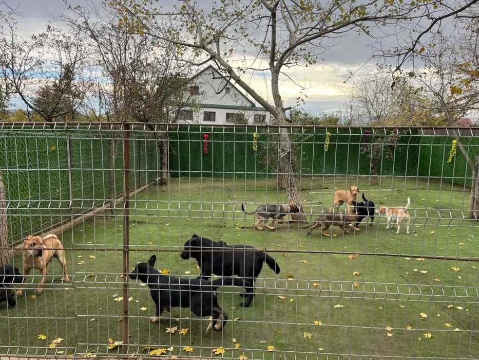 Pensiune Canină Iasi